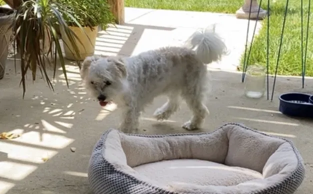 Lost dog in Raymore, MO, 64083
