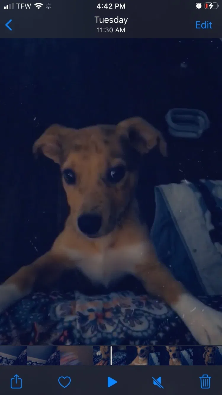 Lost dog in San Marcos, TX, 78666