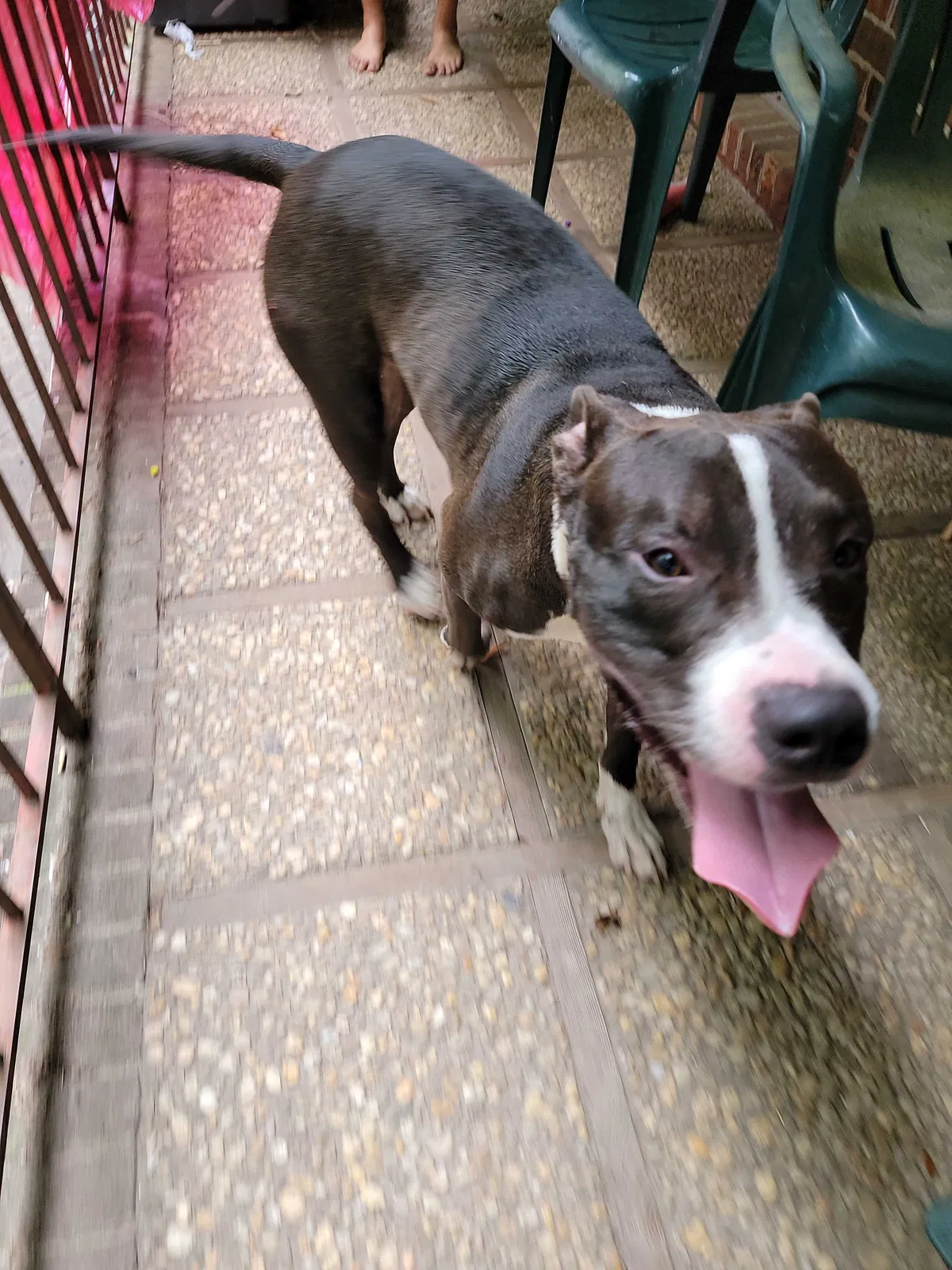 Found dog in Fayetteville, NC, 28301