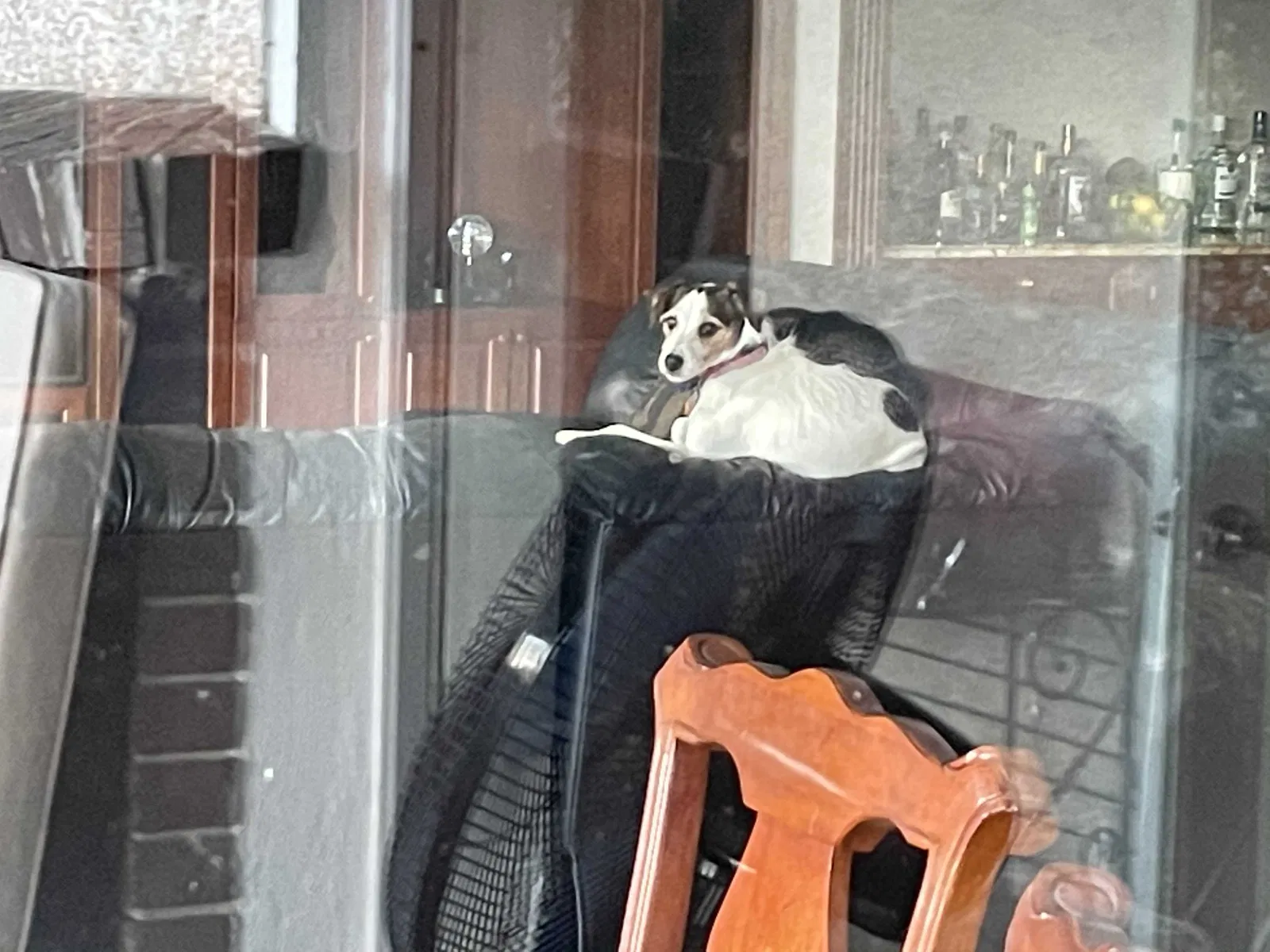 Lost dog in Tampa, FL, 33617