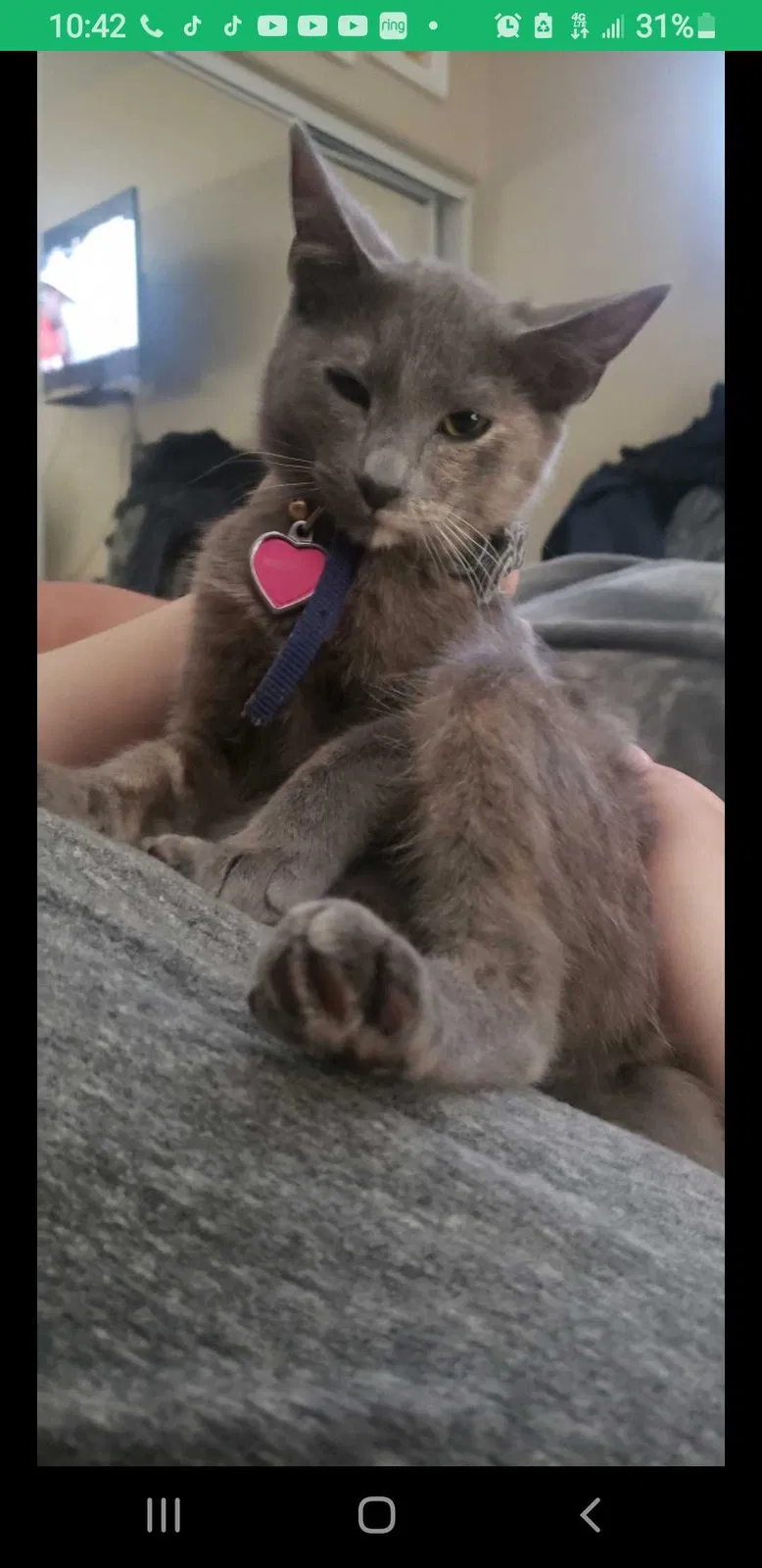 Lost cat in Rancho Cucamonga, CA, 91730