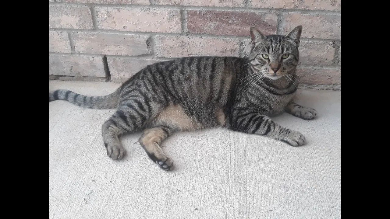 Lost cat in Fort Worth, TX, 76179