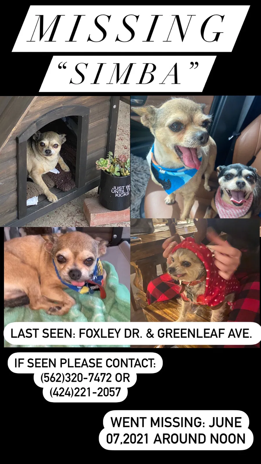 Lost dog in Whittier, CA, 90602