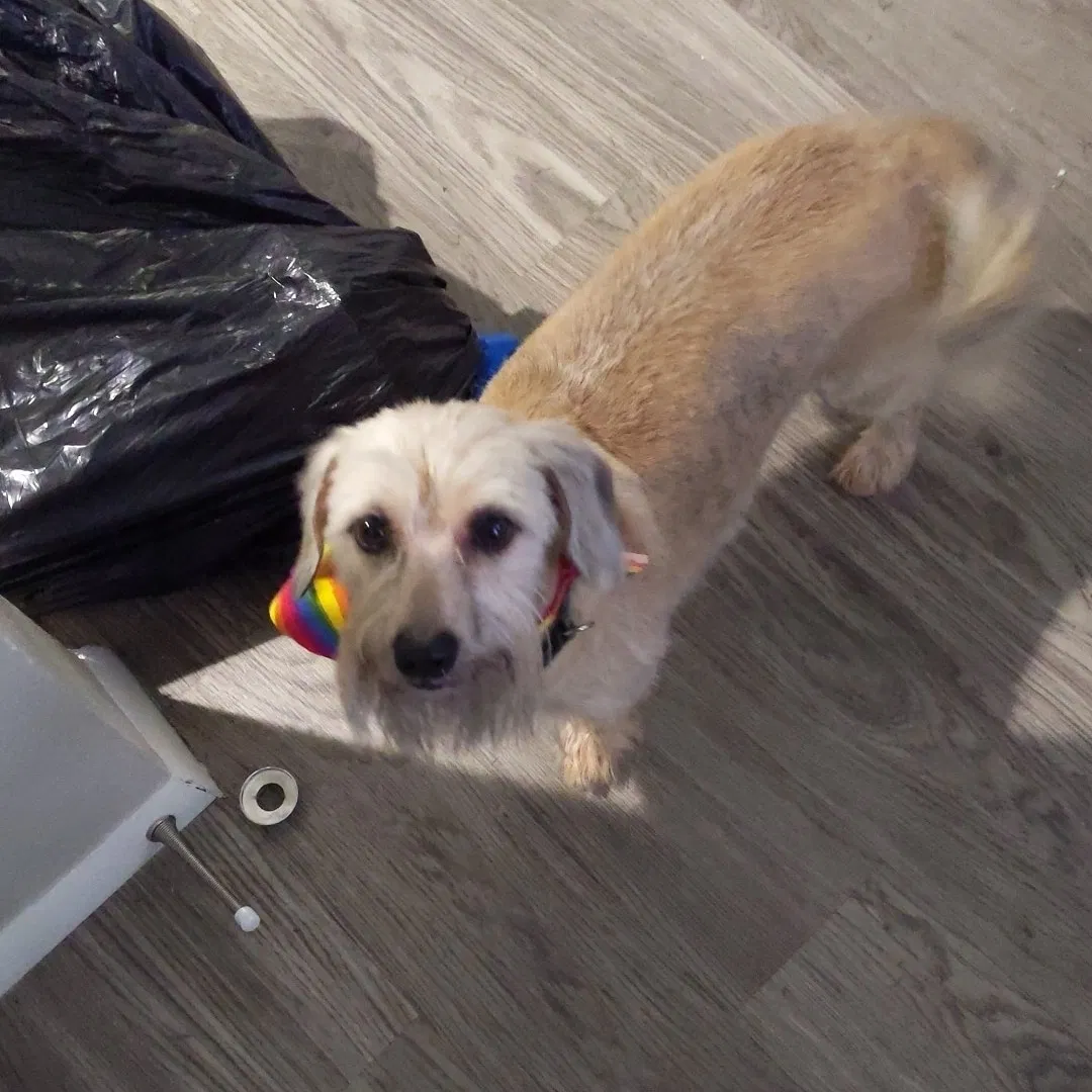 Lost dog in Oklahoma City, OK, 73120