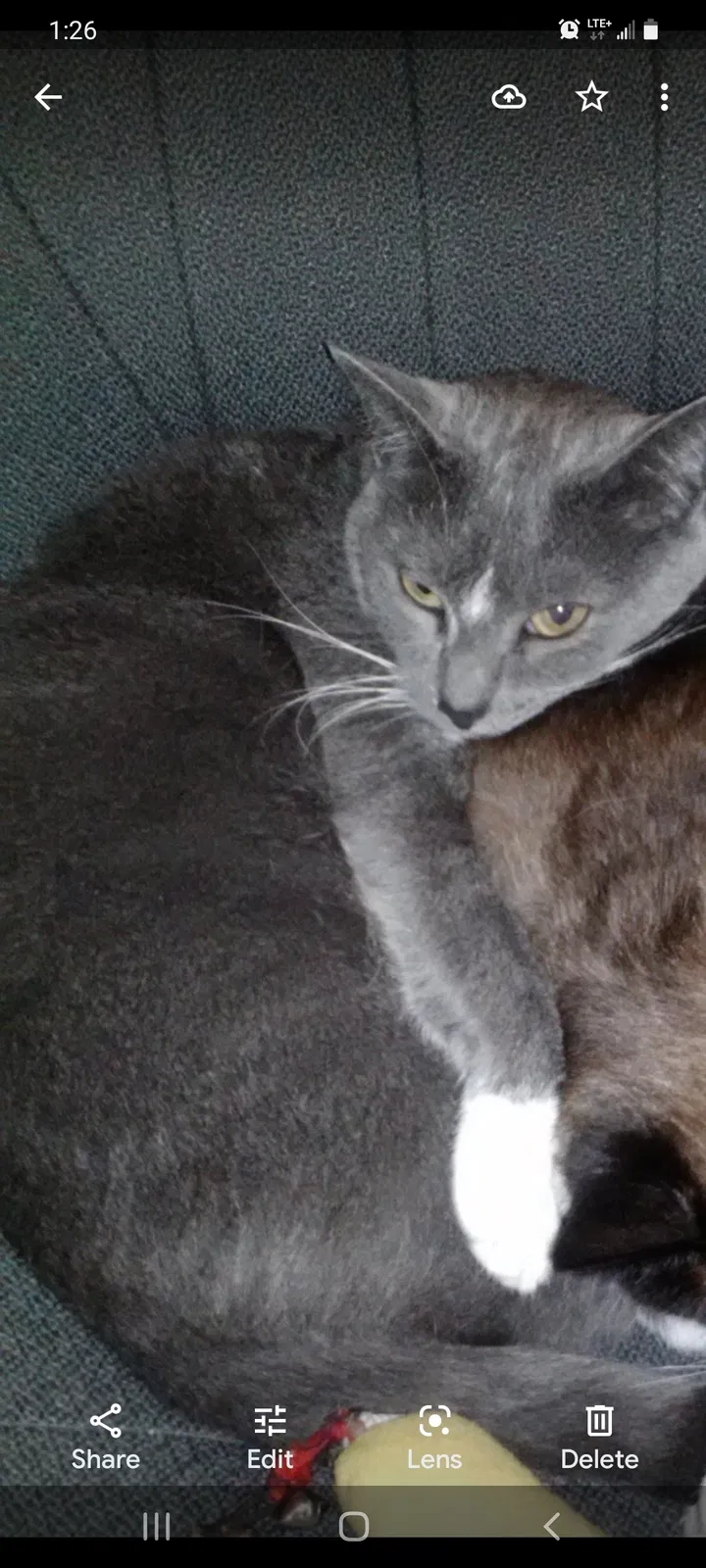 Lost cat in Marietta, GA, 30067