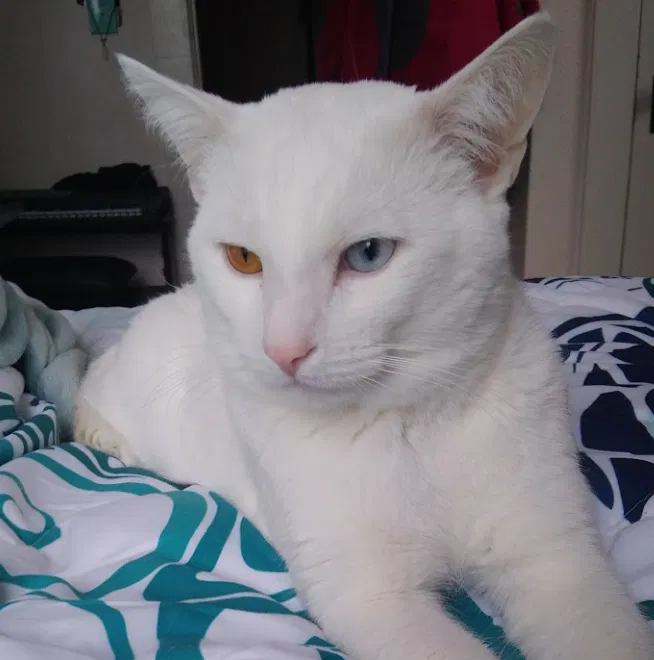 Lost cat in Keene, NH, 3431