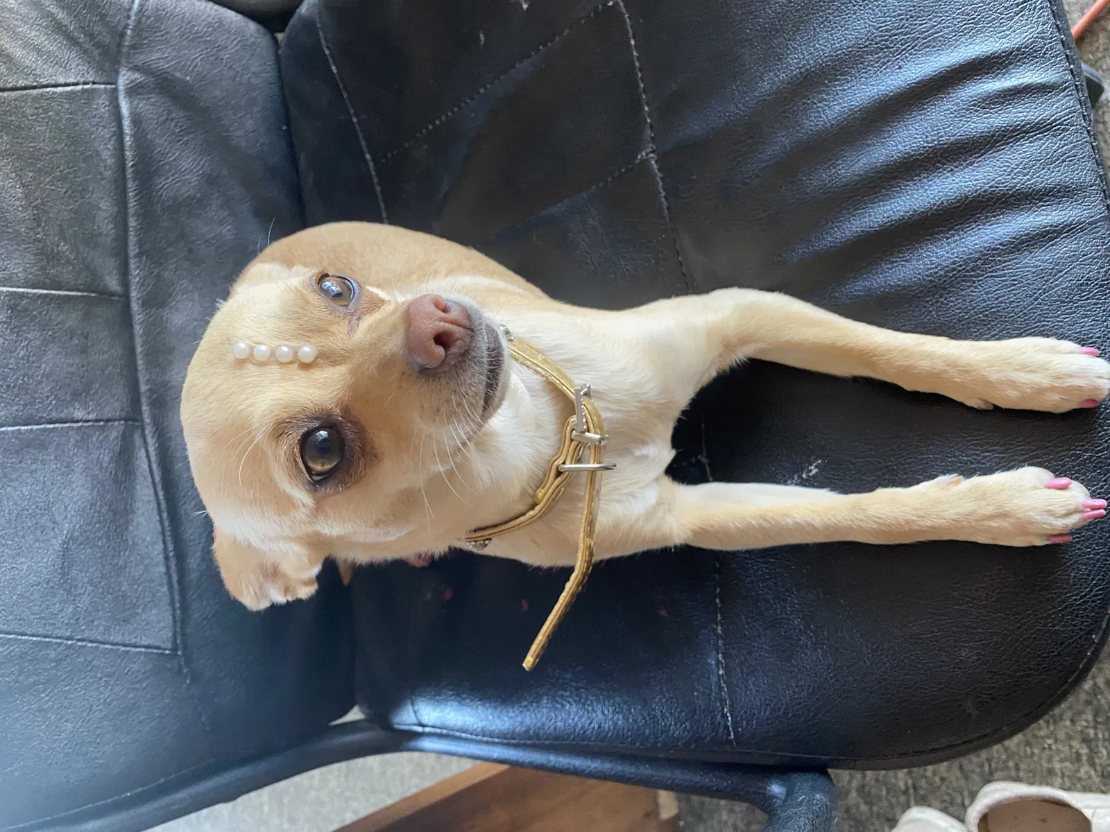 Lost dog in Albuquerque, NM, 87105