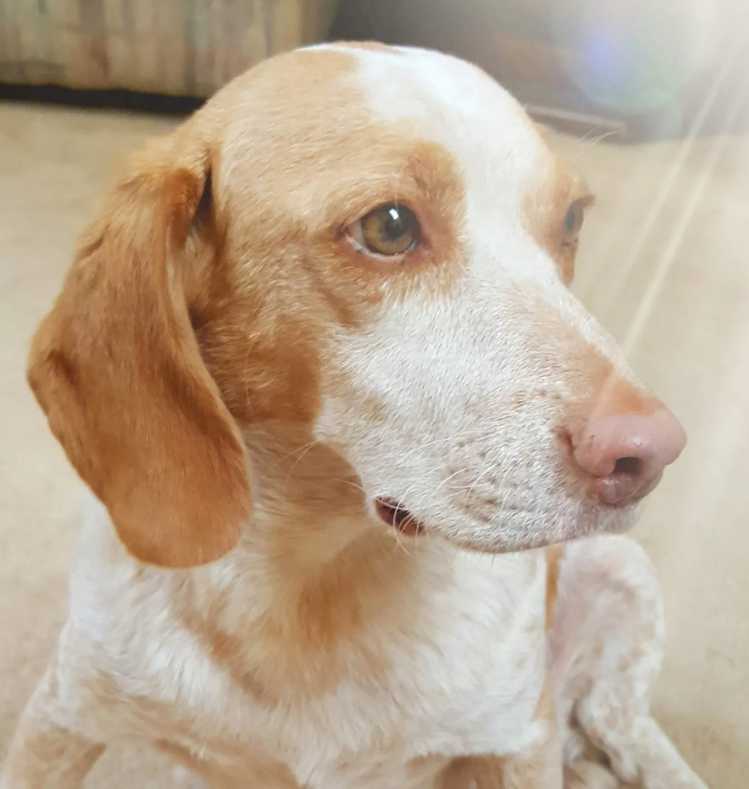 Lost dog in Edmond, OK, 73003