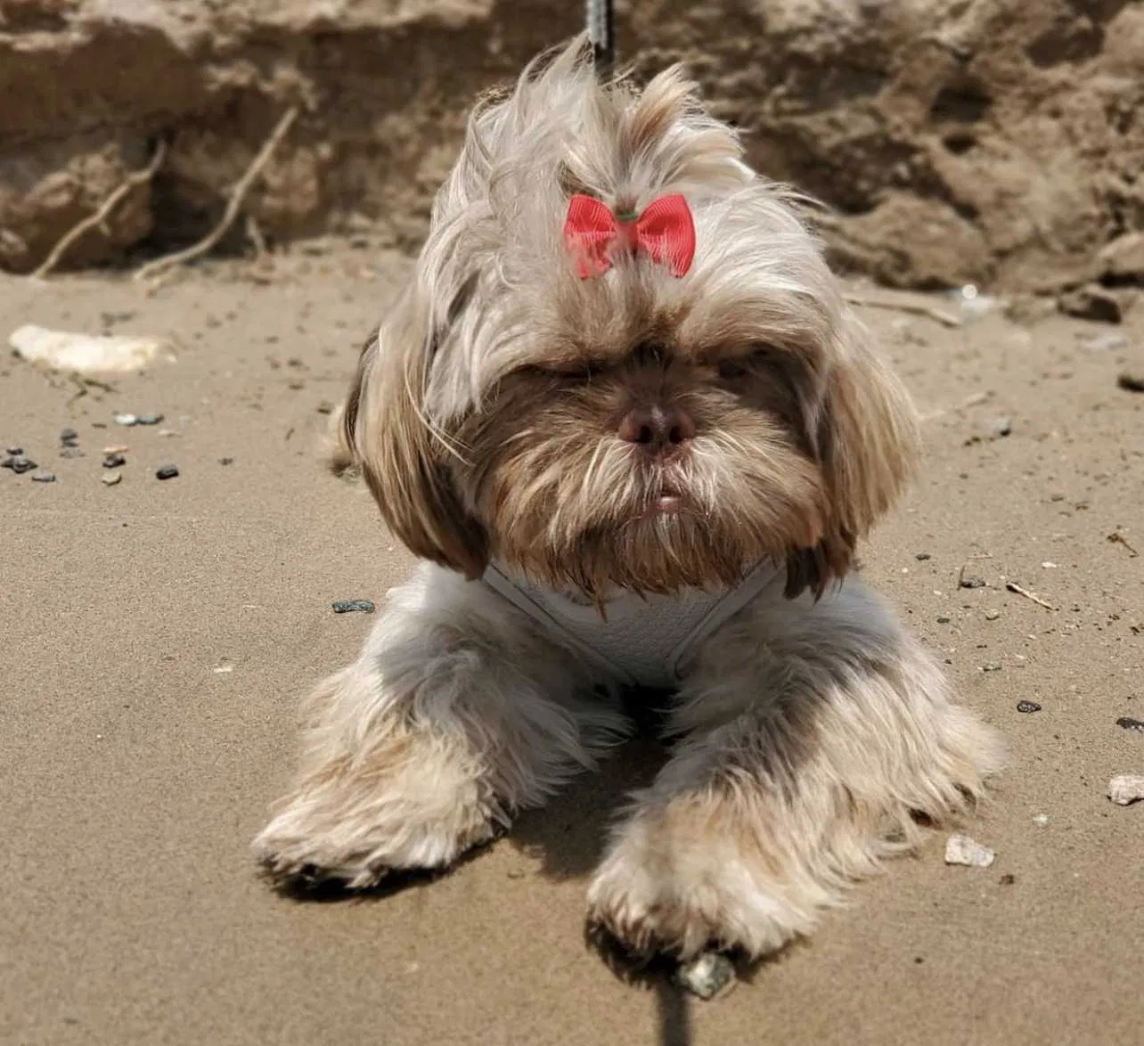 Lost dog in Chandler, AZ, 85248