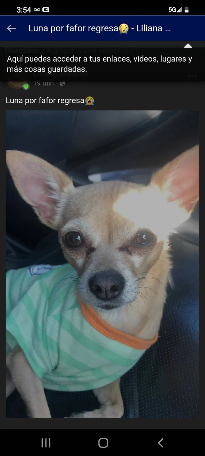 Lost dog in Bell Gardens, CA, 90201