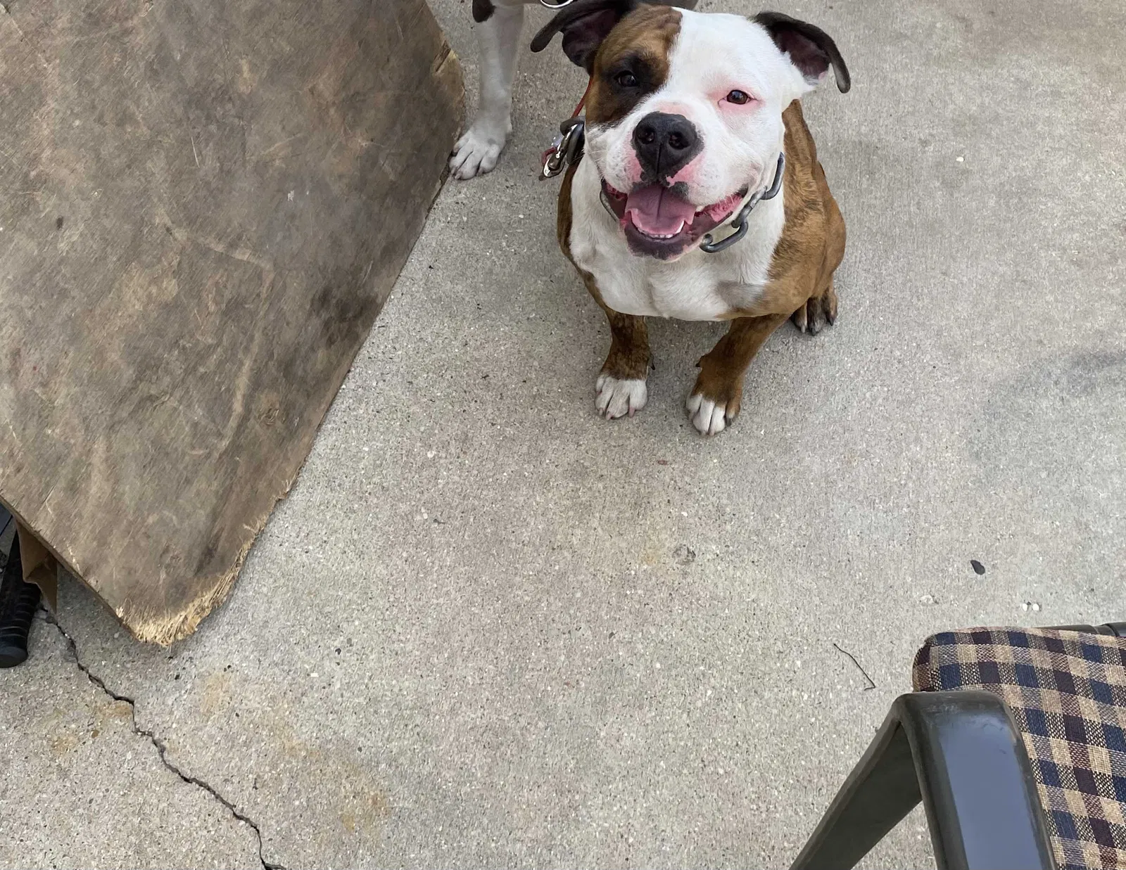 Lost dog in Milwaukee, WI, 53206