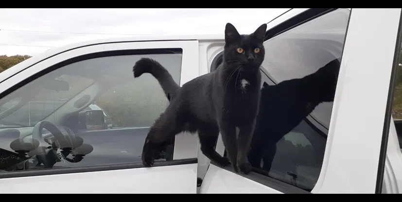 Lost cat in Tulsa, OK, 74133