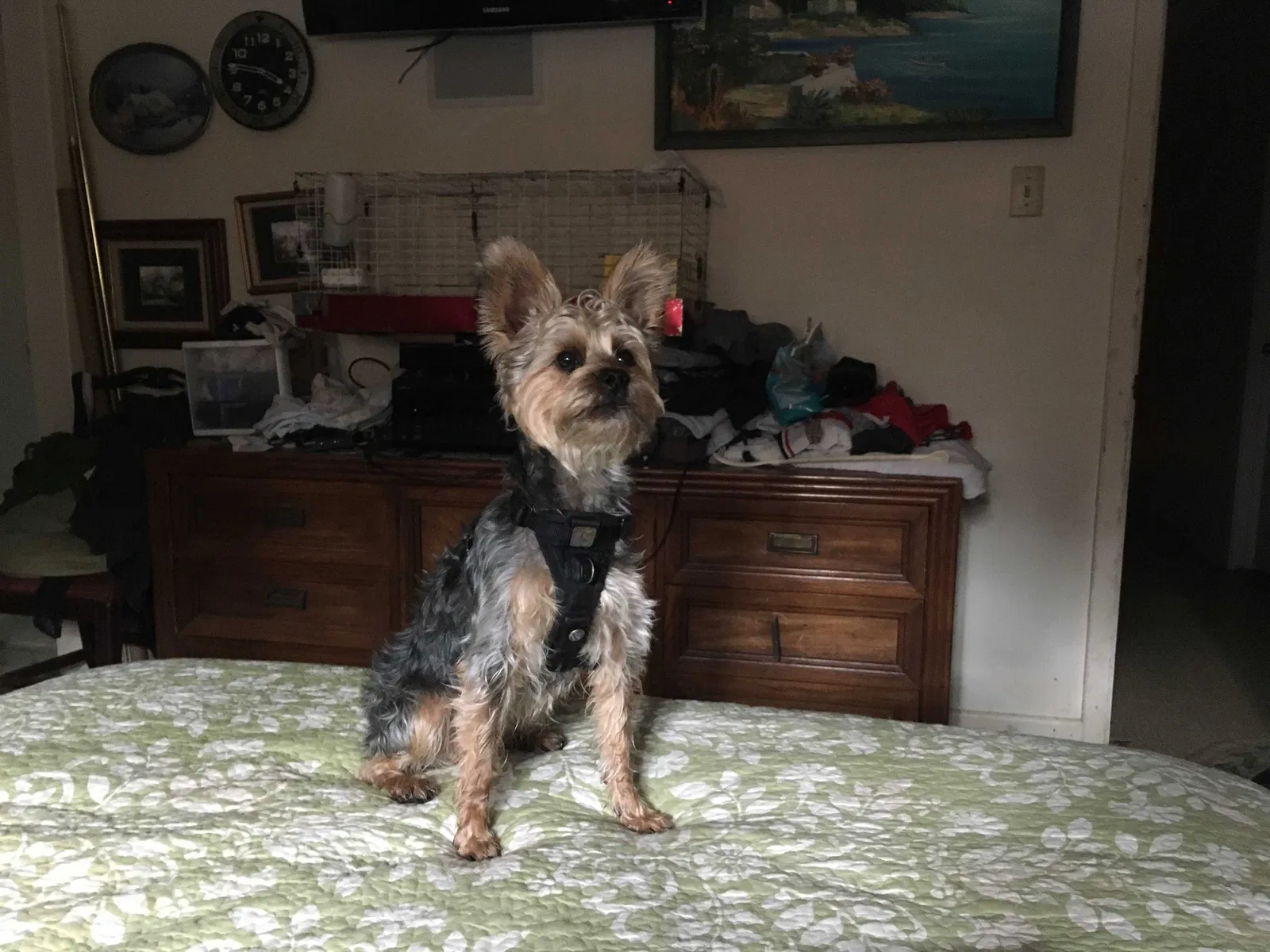 Lost dog in Baton Rouge, LA, 70815