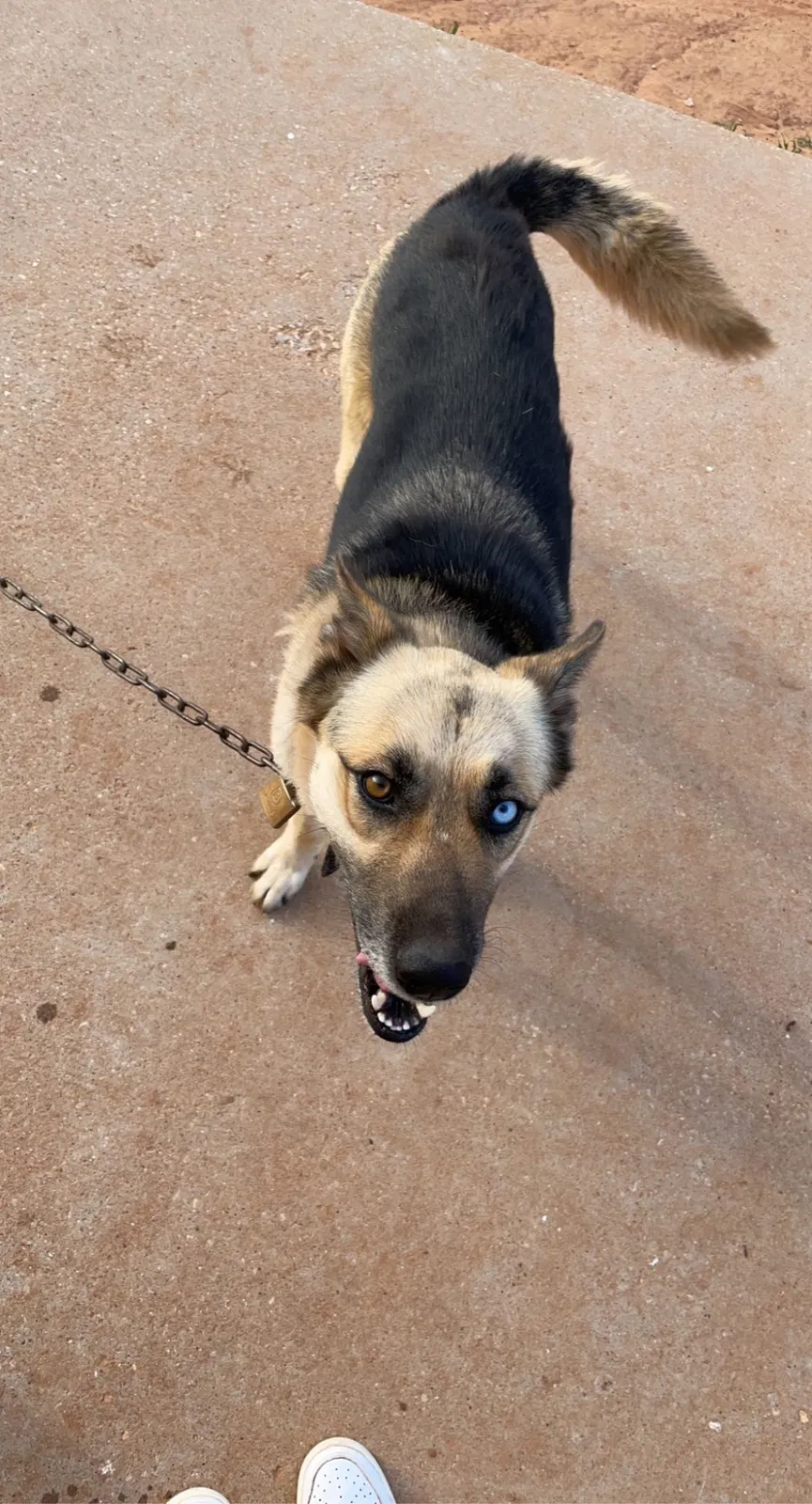 Lost dog in Lubbock, TX, 79423