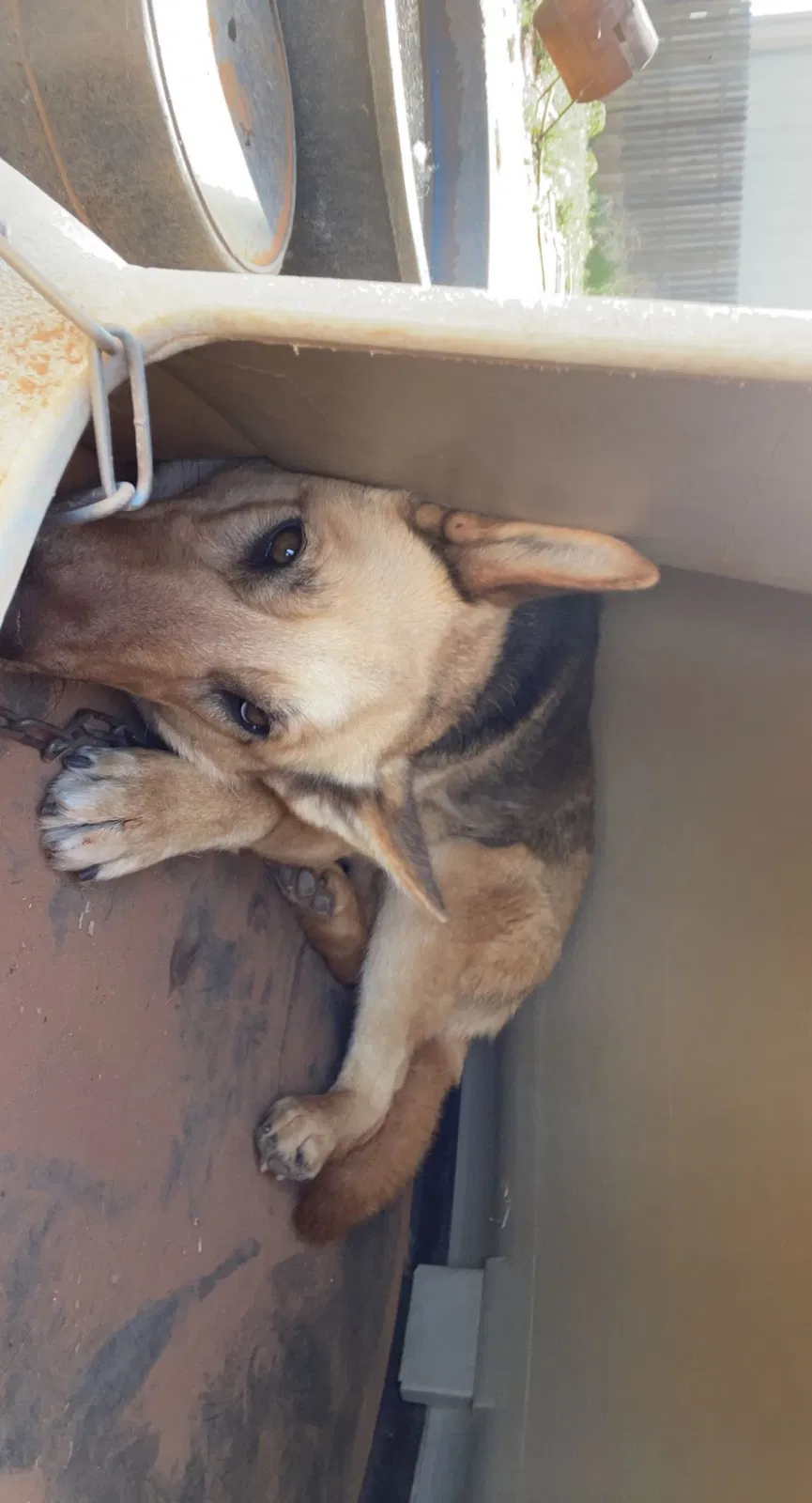Lost dog in Lubbock, TX, 79423
