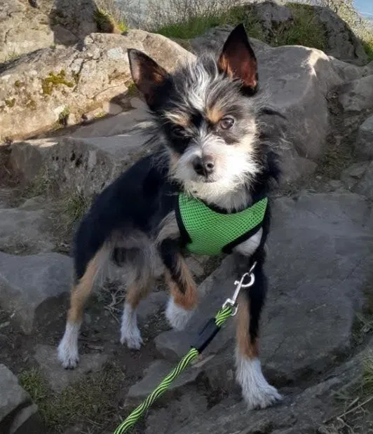 Missing Dog
