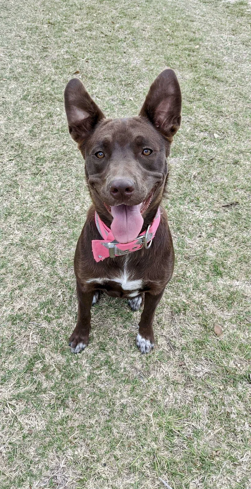 Lost dog in Harlingen, TX, 78550