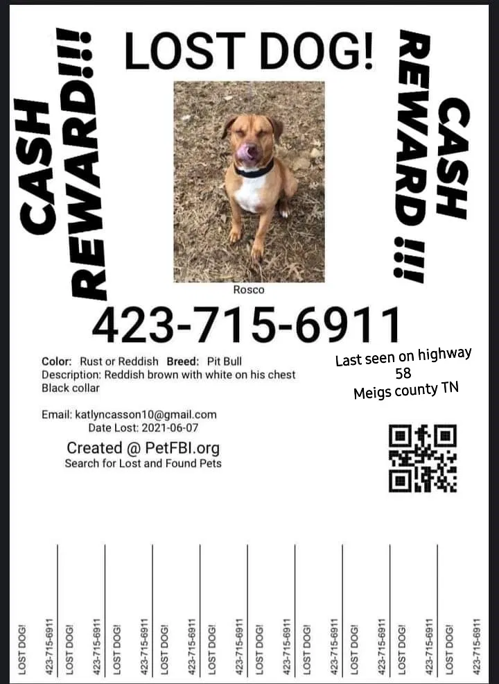 Lost dog in Georgetown, TN, 37336