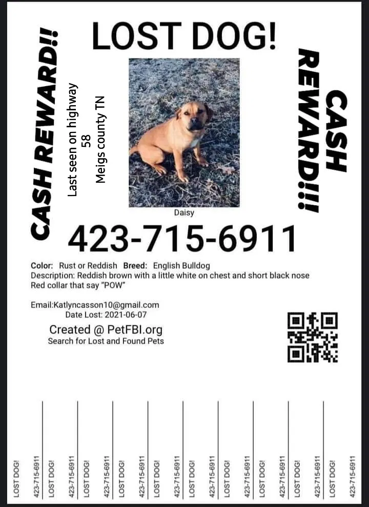 Lost dog in Georgetown, TN, 37336