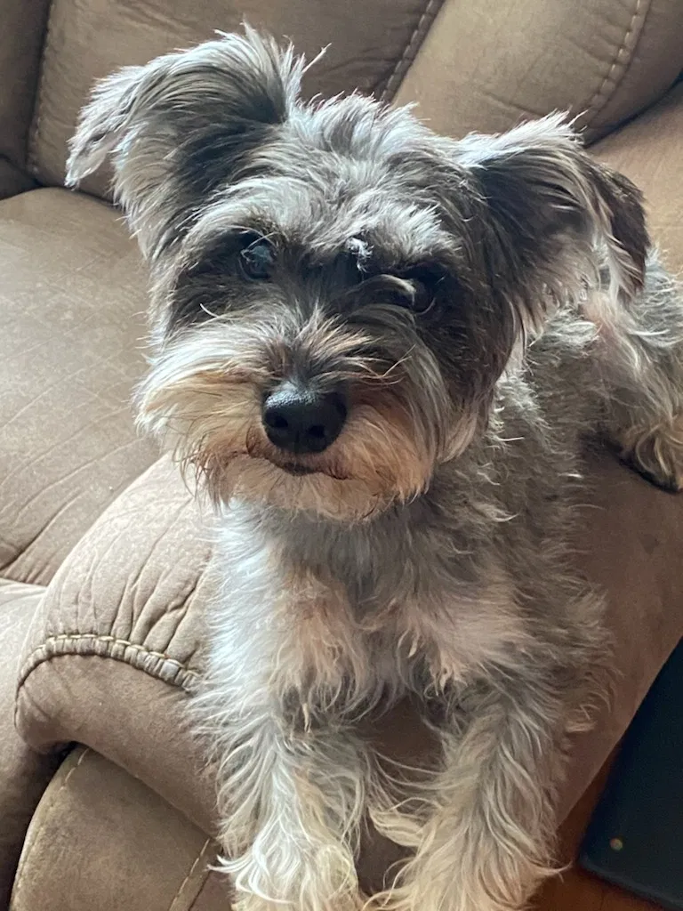 Lost dog in West Hartford, CT, 6110