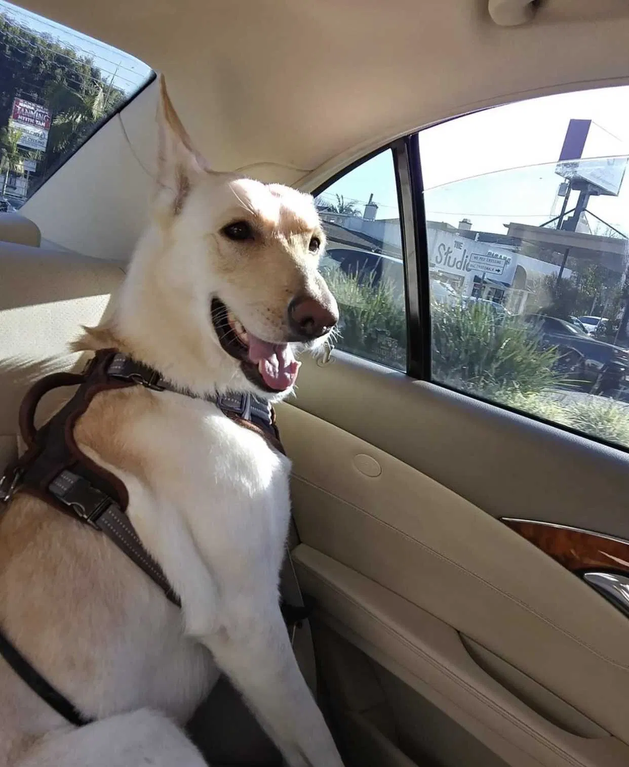 Lost dog in Los Angeles, CA, 90046