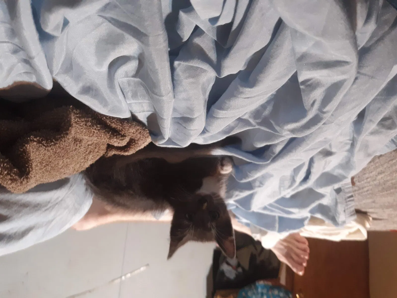 Lost cat in Unknown, FL, 33697