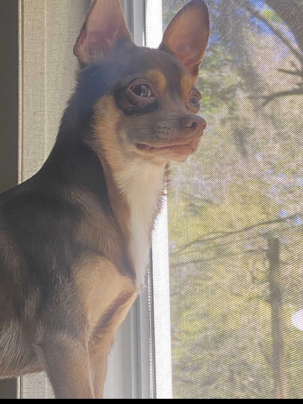 Lost dog in Summerville, SC, 29483