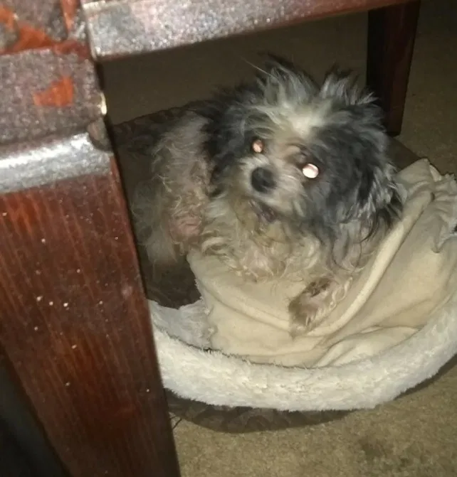 Lost dog in Norman, OK, 73026