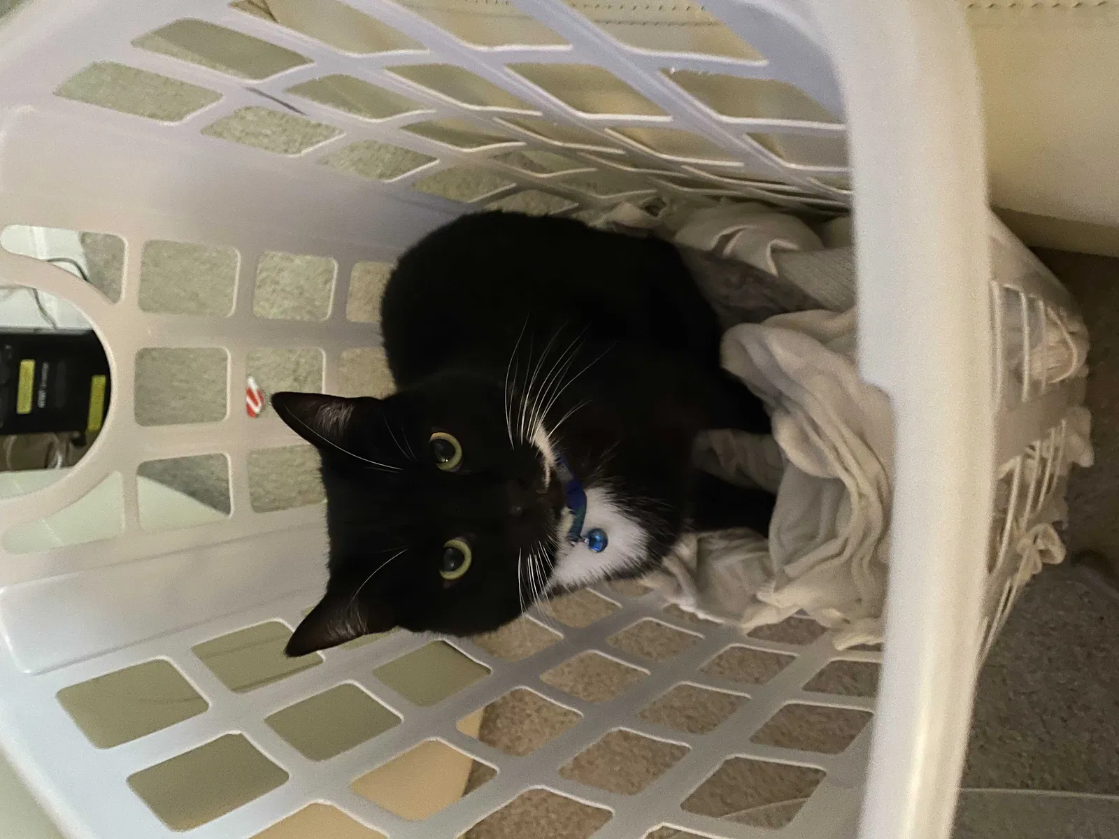 Lost cat in Lawrenceville, GA, 30044