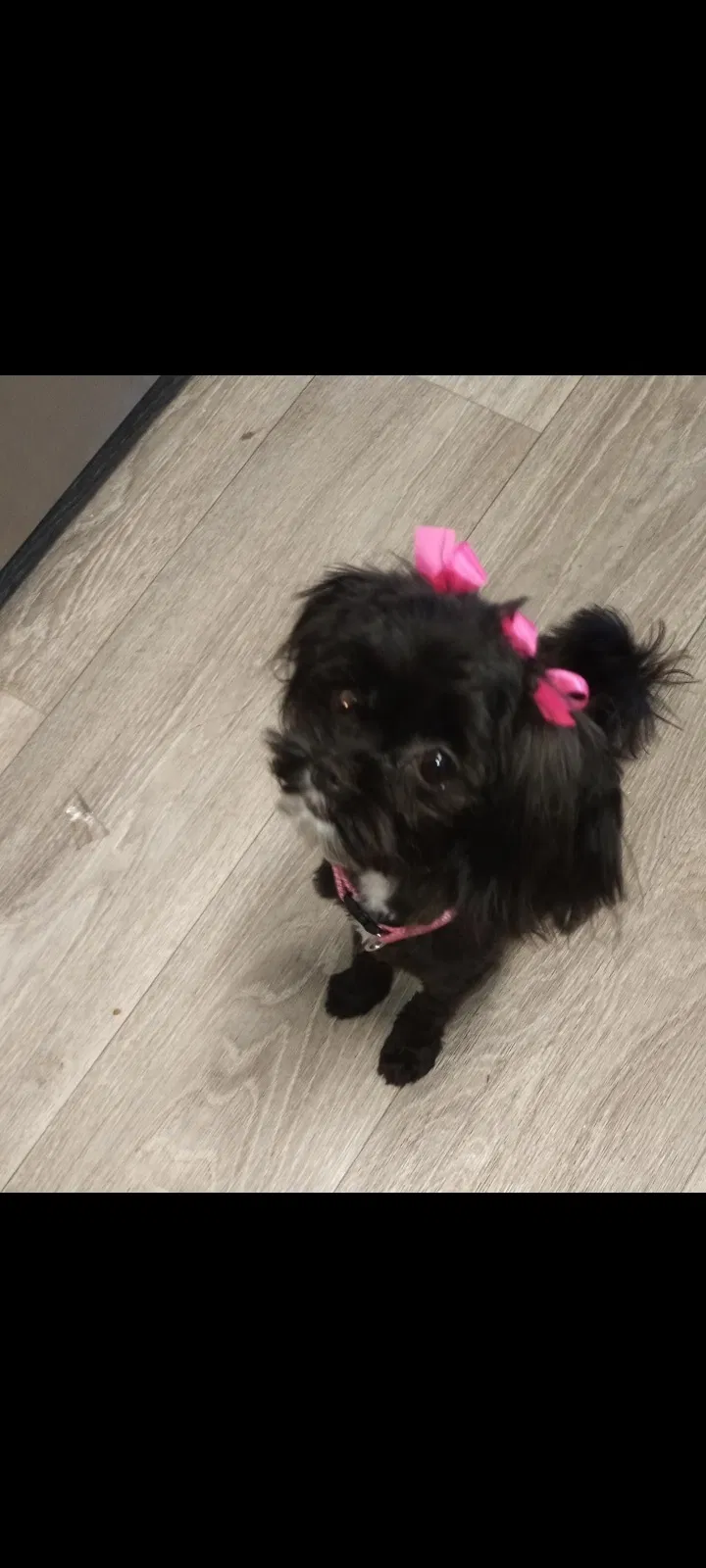 Lost dog in Phoenix, AZ, 85027