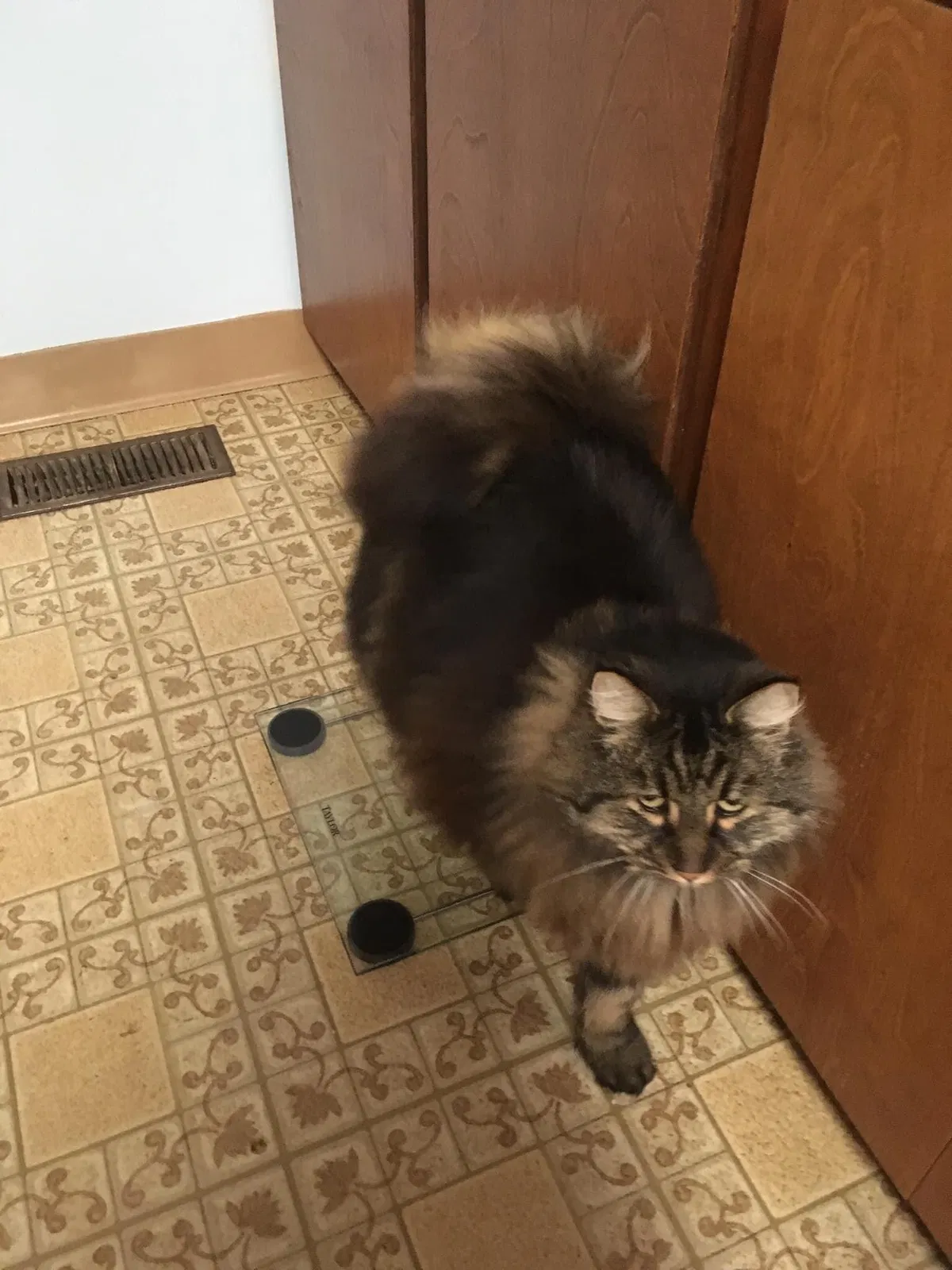 Lost cat in Oregon City, OR, 97045