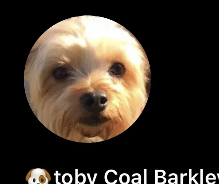 Lost dog in Gulfport, MS, 39503