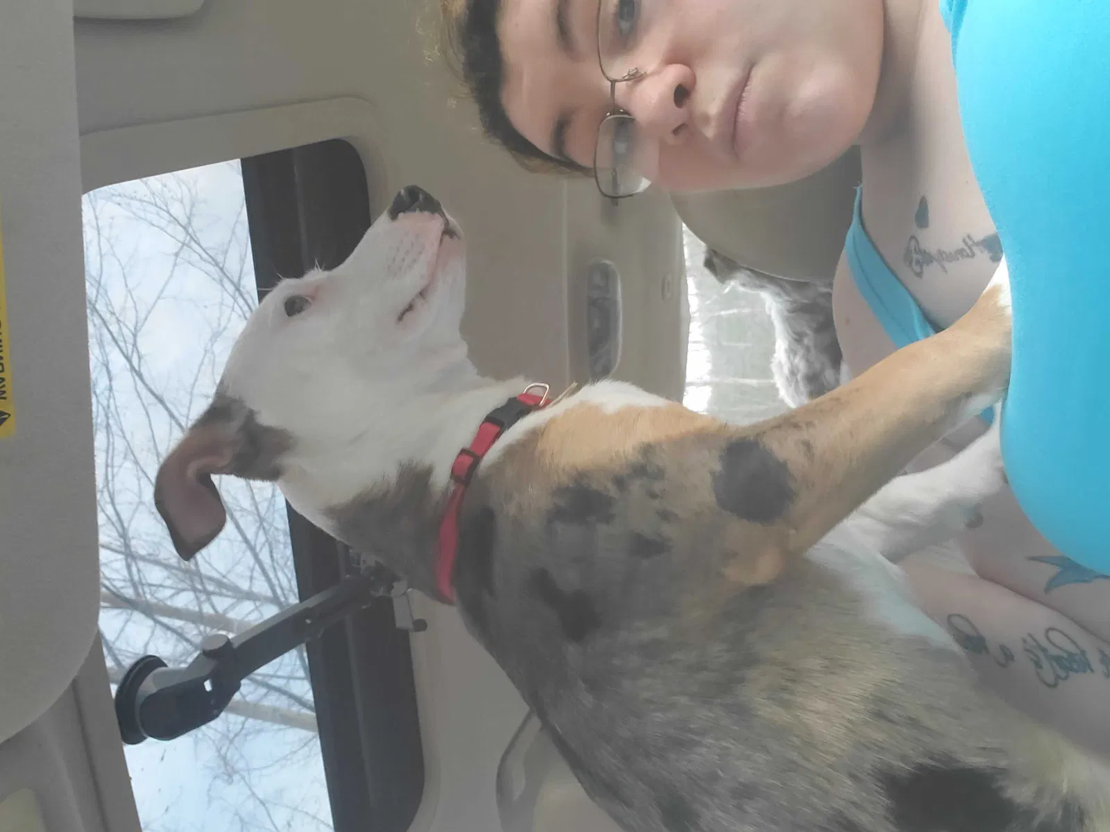 Lost dog in Bryson City, NC, 28713