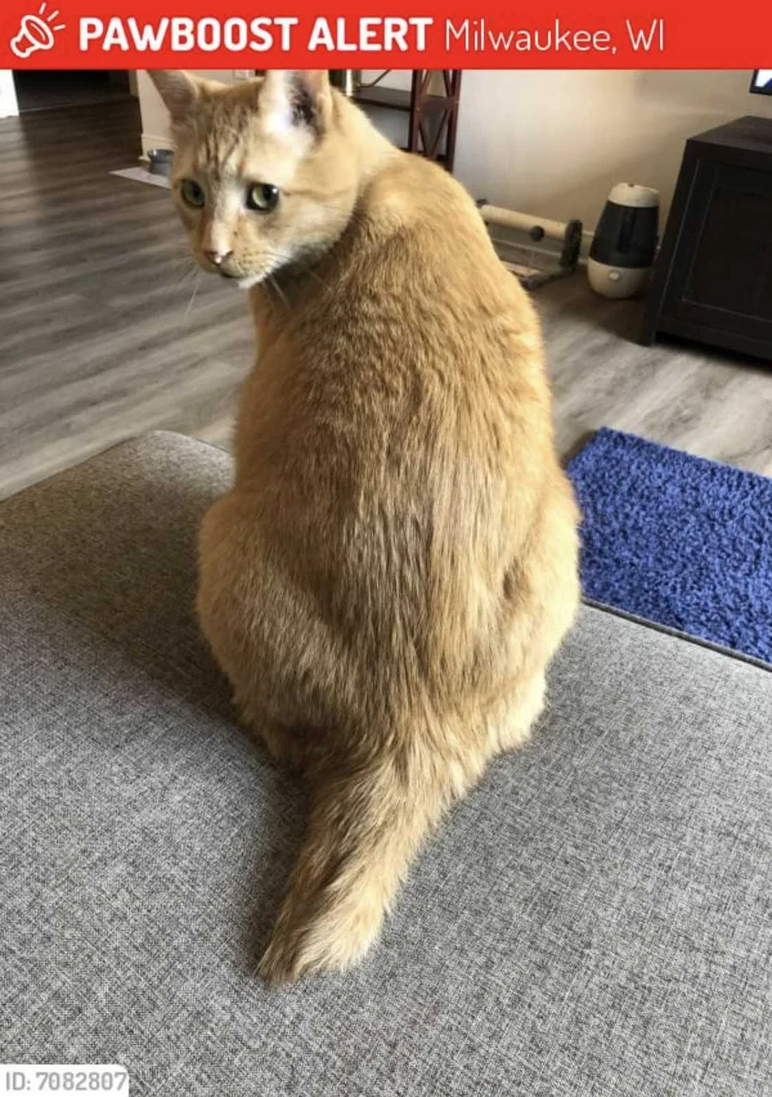 Lost cat in Milwaukee, WI, 53202