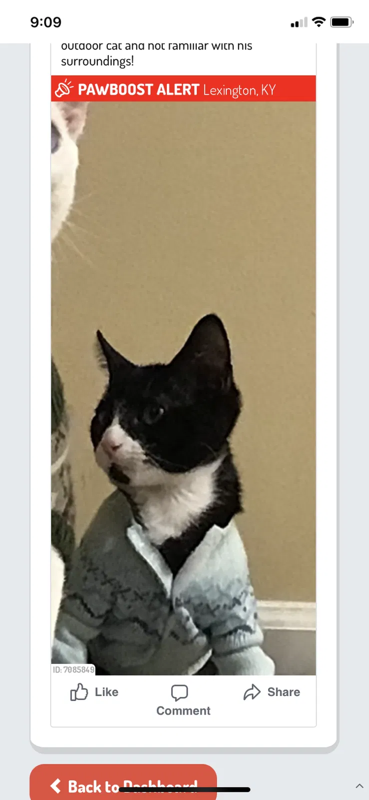 Lost cat in Lexington, KY, 40513