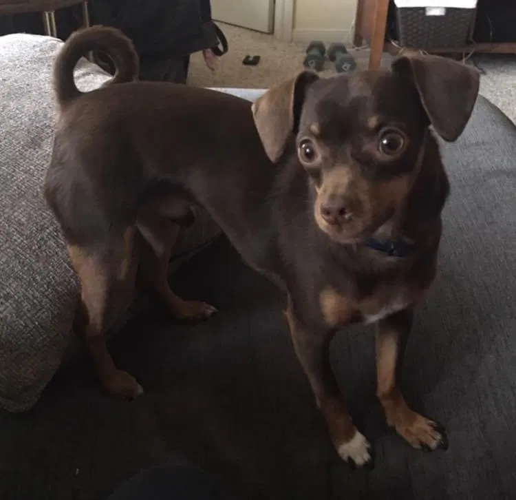 Lost dog in Unknown, KS, 166062