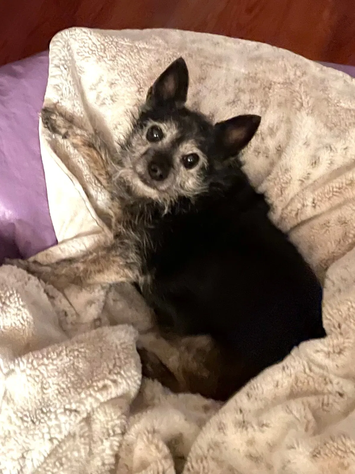 Lost dog in Canon City, CO, 81212