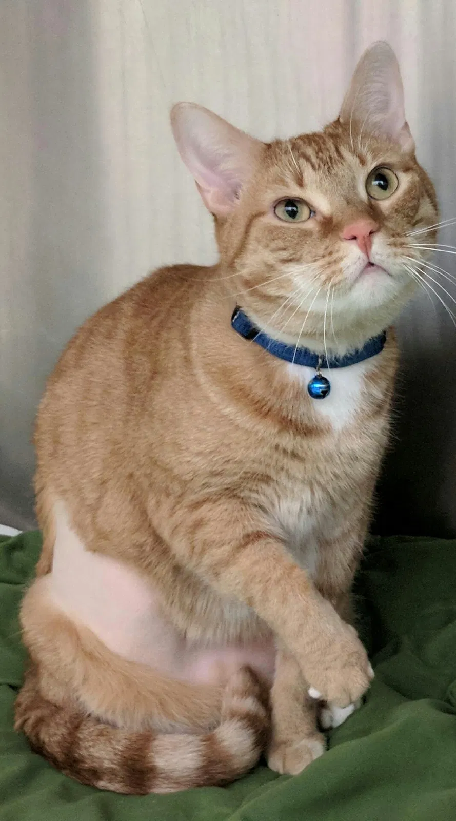 Lost cat in Columbia, MO, 65202