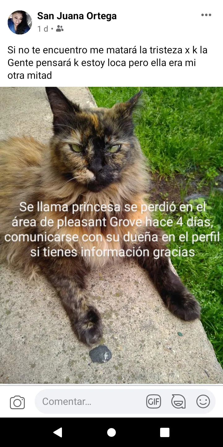 Lost cat in Dallas, TX, 75227