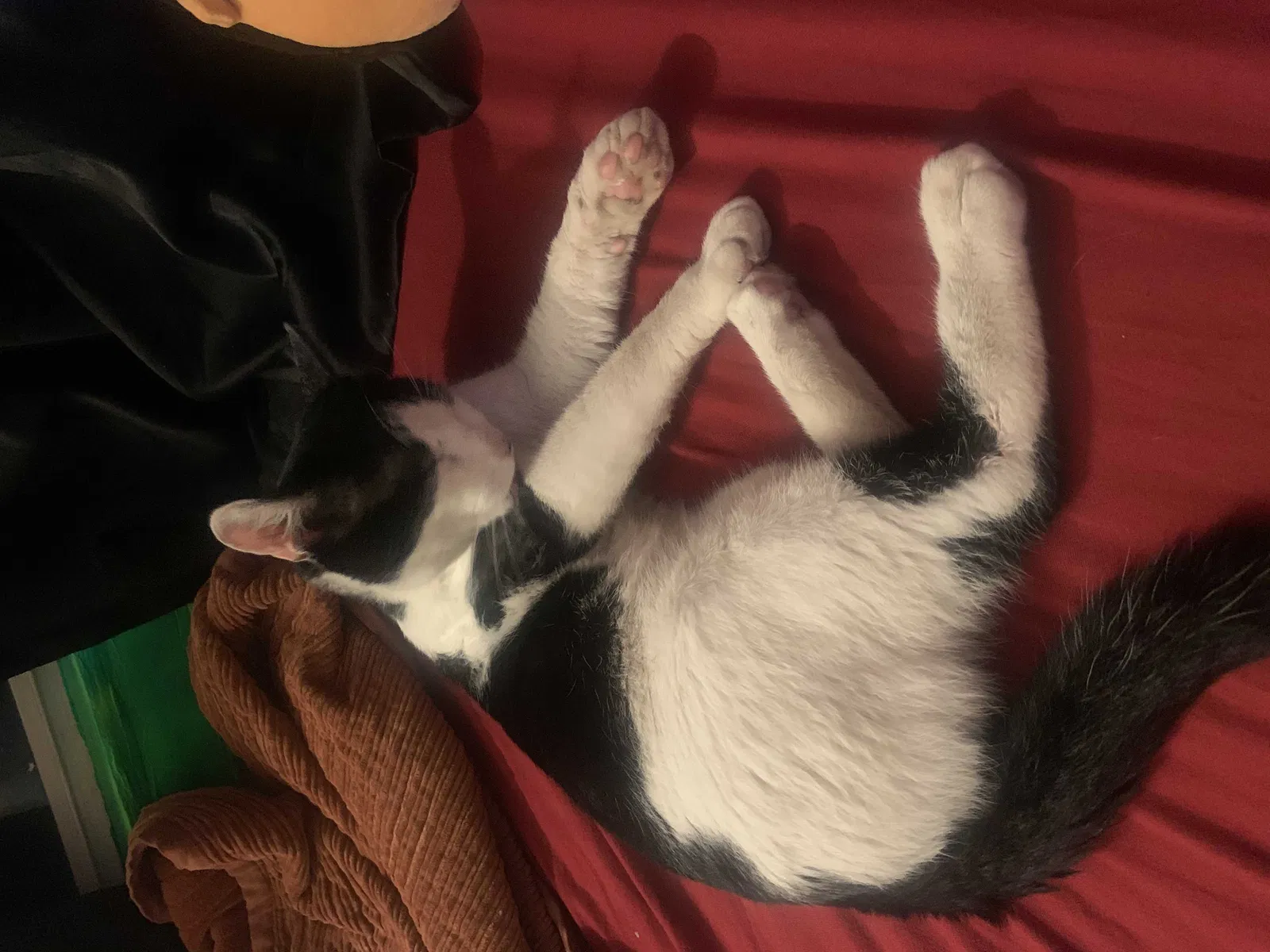 Found cat in New Britain, CT, 6053