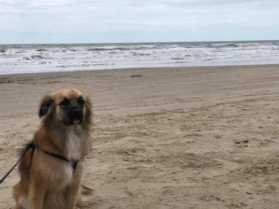 Lost dog in Spring, TX, 77382