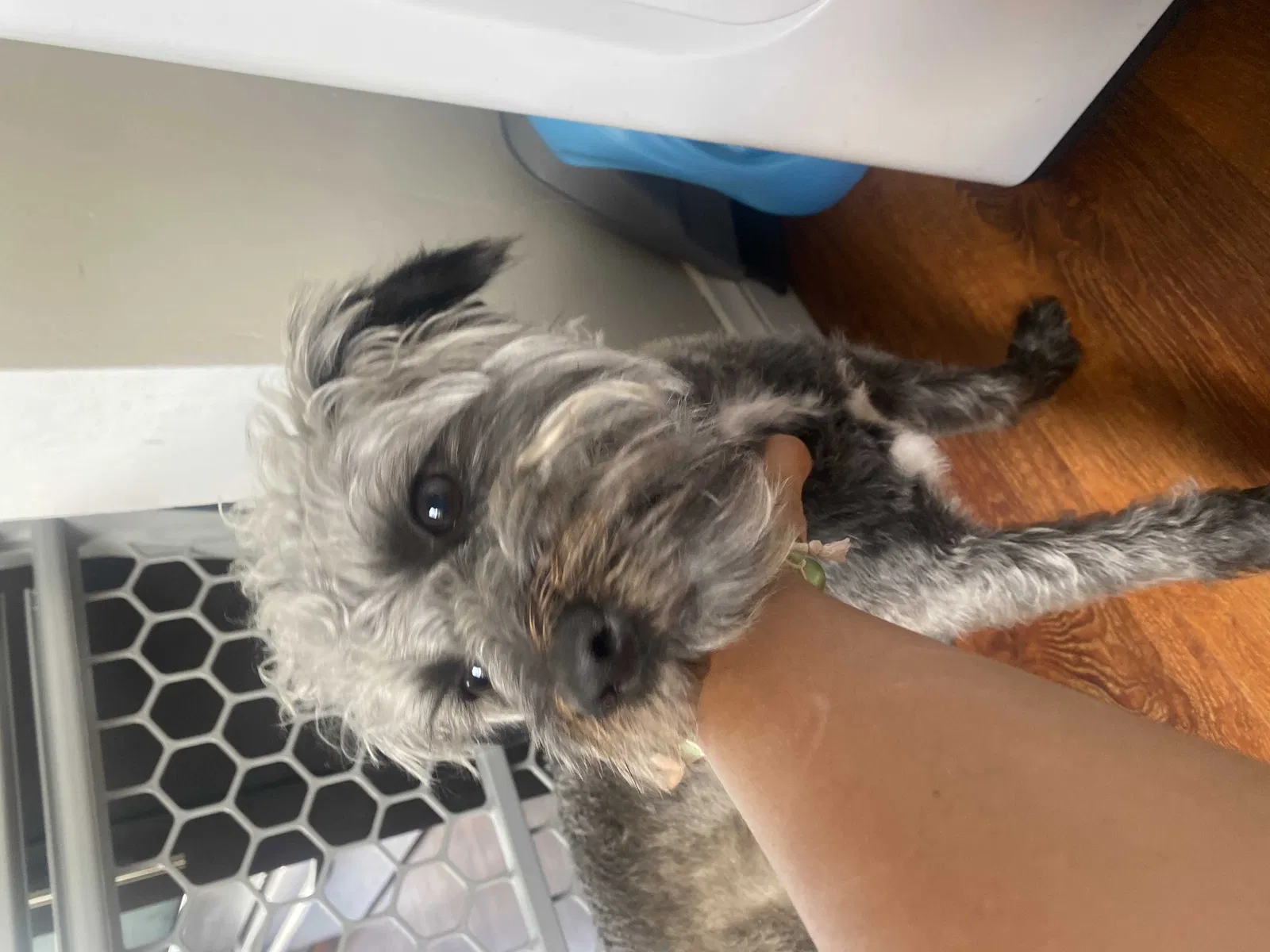 Lost dog in San Diego, CA, 92105