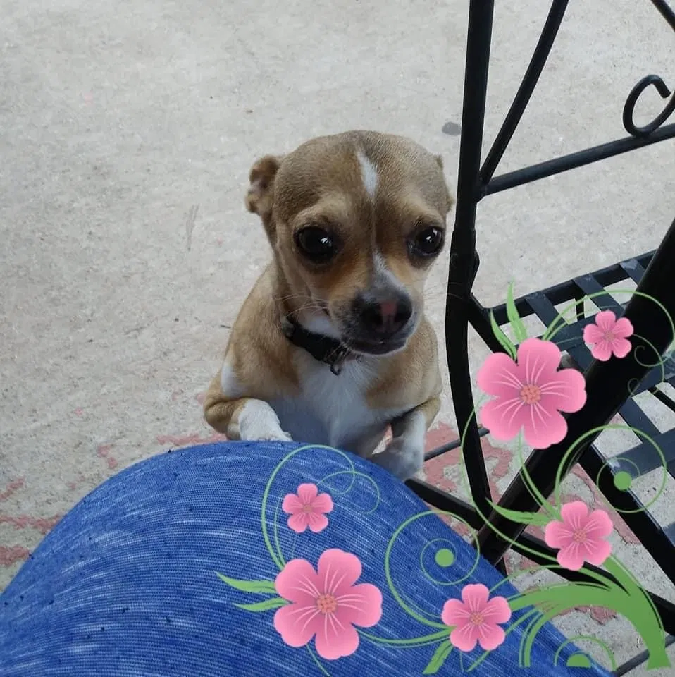Lost dog in Fort Worth, TX, 76123