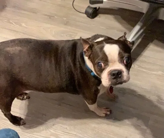 Lost dog in San Antonio, TX, 78213