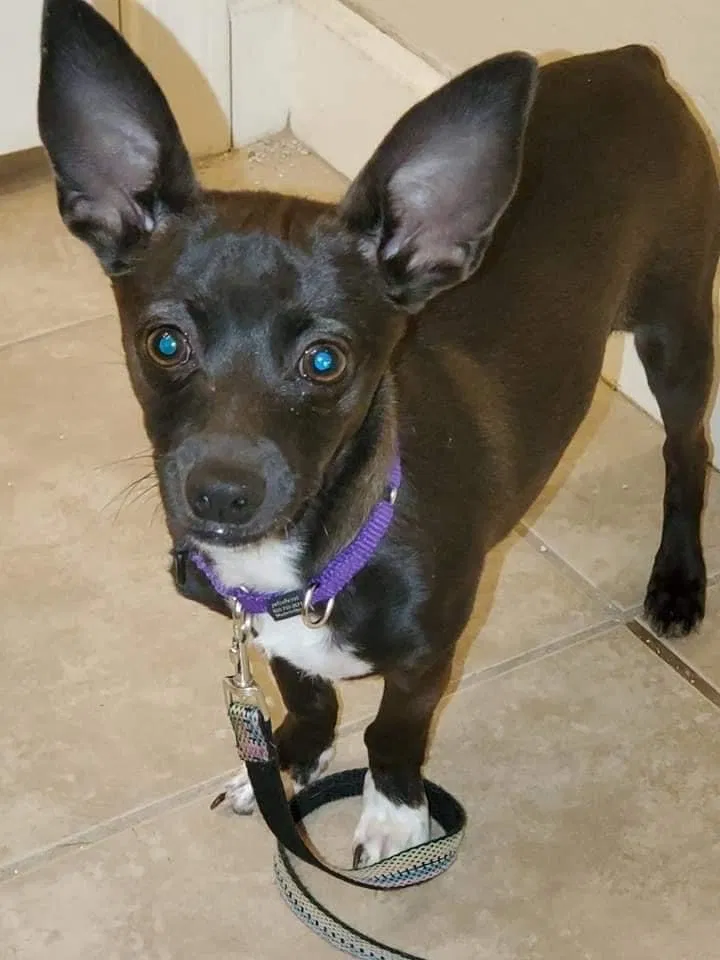 Lost dog in San Tan Valley, AZ, 85143