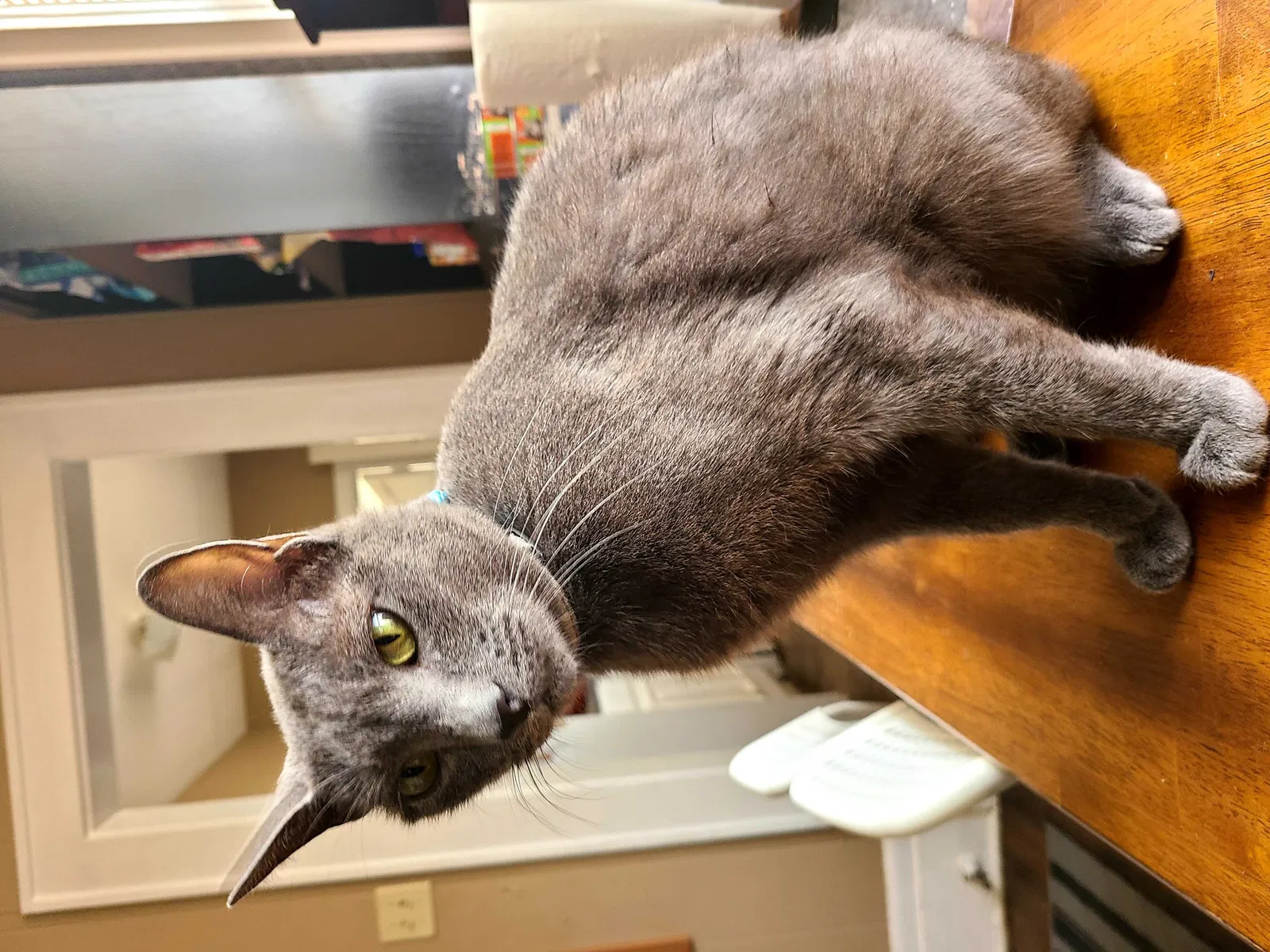 Lost cat in Waxahachie, TX, 75165