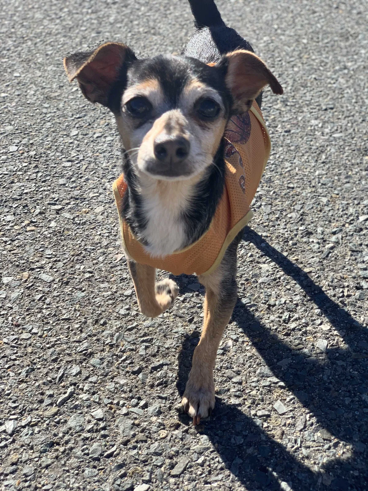 Lost dog in Spring Valley, CA, 91977