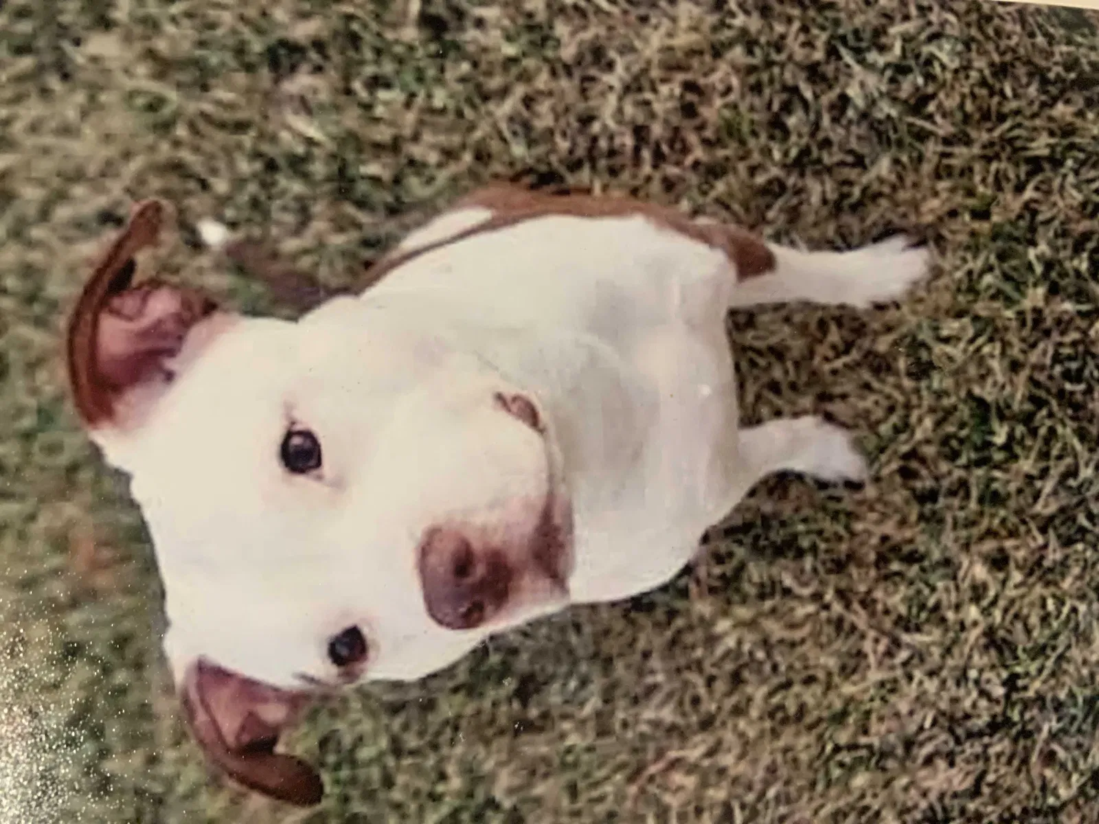 Lost dog in Denton, TX, 76208