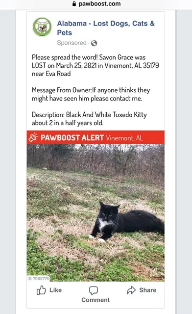 Lost cat in Vinemont, AL, 35179