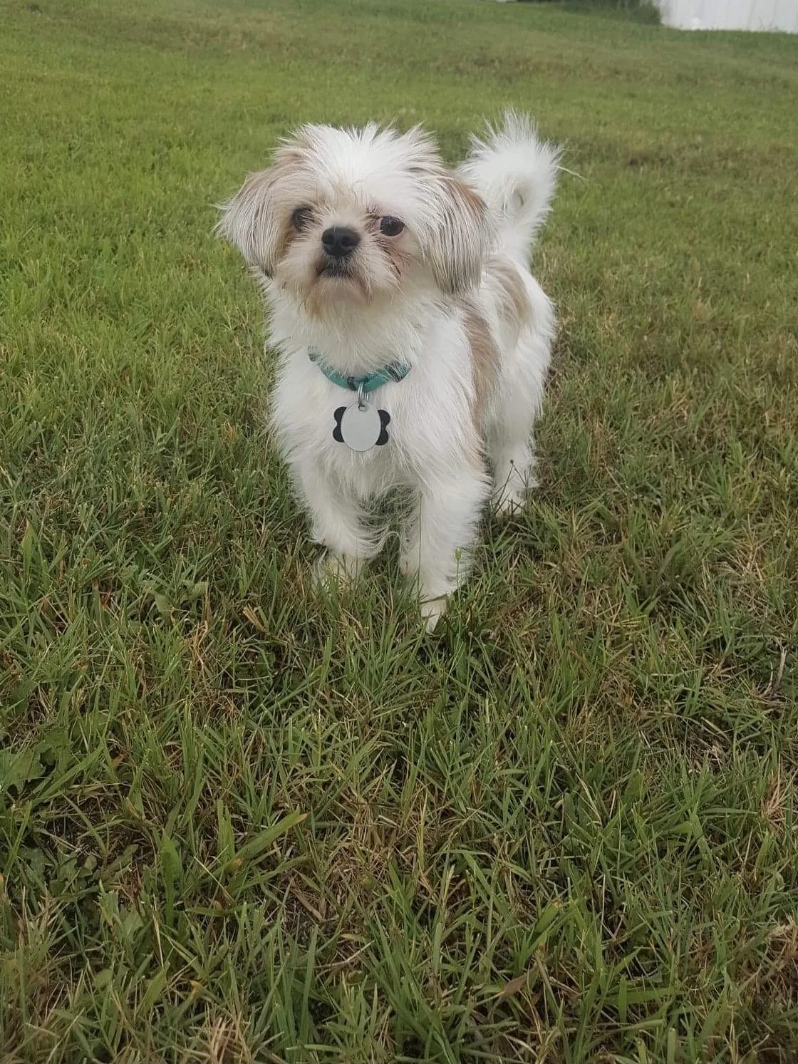 Lost dog in Salisbury, NC, 28146